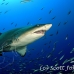 shark_sandtiger_spar_h_0277_nca0570.jpg